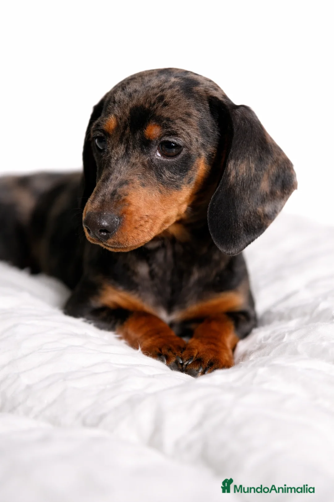 Teckel Miniatura perros en venta: Teckel miniatura Arlequin  - Anuncio 1