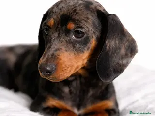 Teckel Miniatura perros Teckel miniatura Arlequin - Anuncio 3