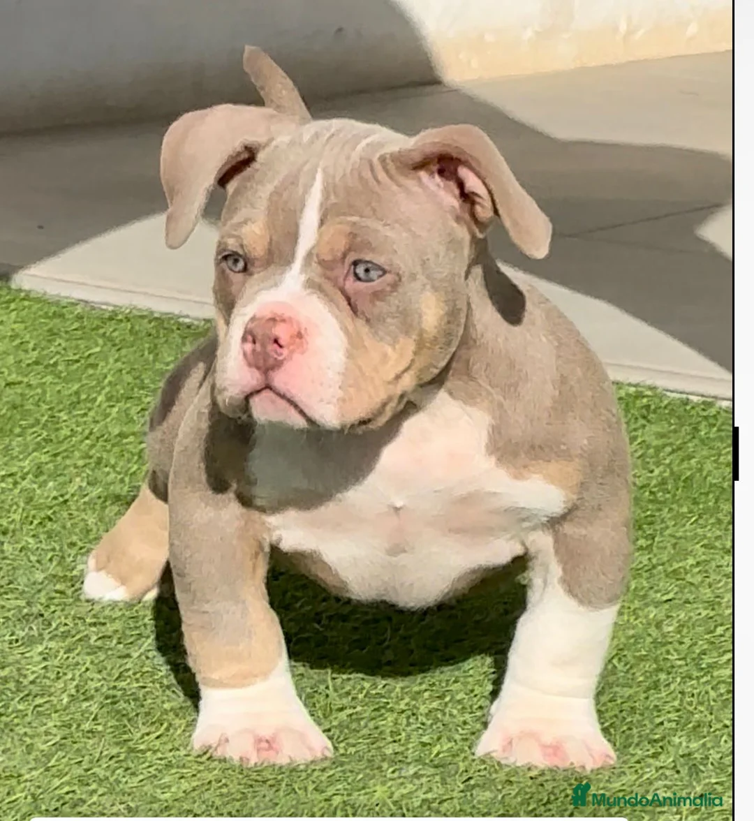 American Bully perros en venta: Cachorro American Bully  - Anuncio 1