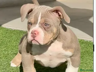 American Bully perros Cachorro American Bully - Anuncio 1