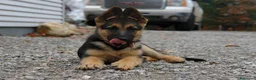 Pastor Alemán perros en venta: PASTOR ALEMAN - Anuncio 3