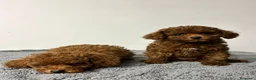 Caniche Toy perros en venta: Caniche Toy rojo - Anuncio 4