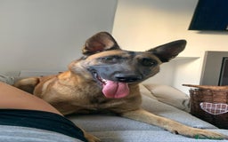 Pastor Belga Malinois perros en venta: Cachorros Pastor Belga Malinois  - Imagen 1