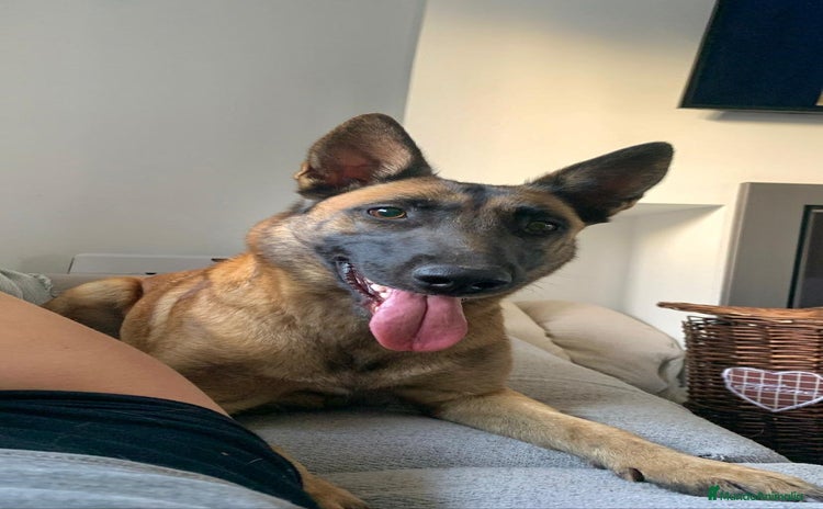 Pastor Belga Malinois perros - Anuncio 3