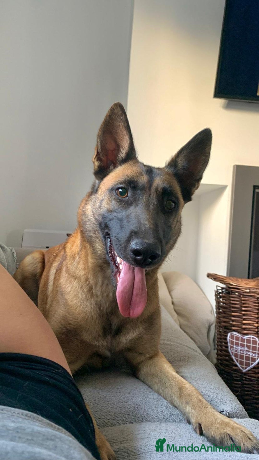 Pastor Belga Malinois perros en venta: Cachorros Pastor Belga Malinois  - Imagen 1