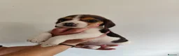 Beagle perros en venta: Beagle 641387649 - Anuncio 3