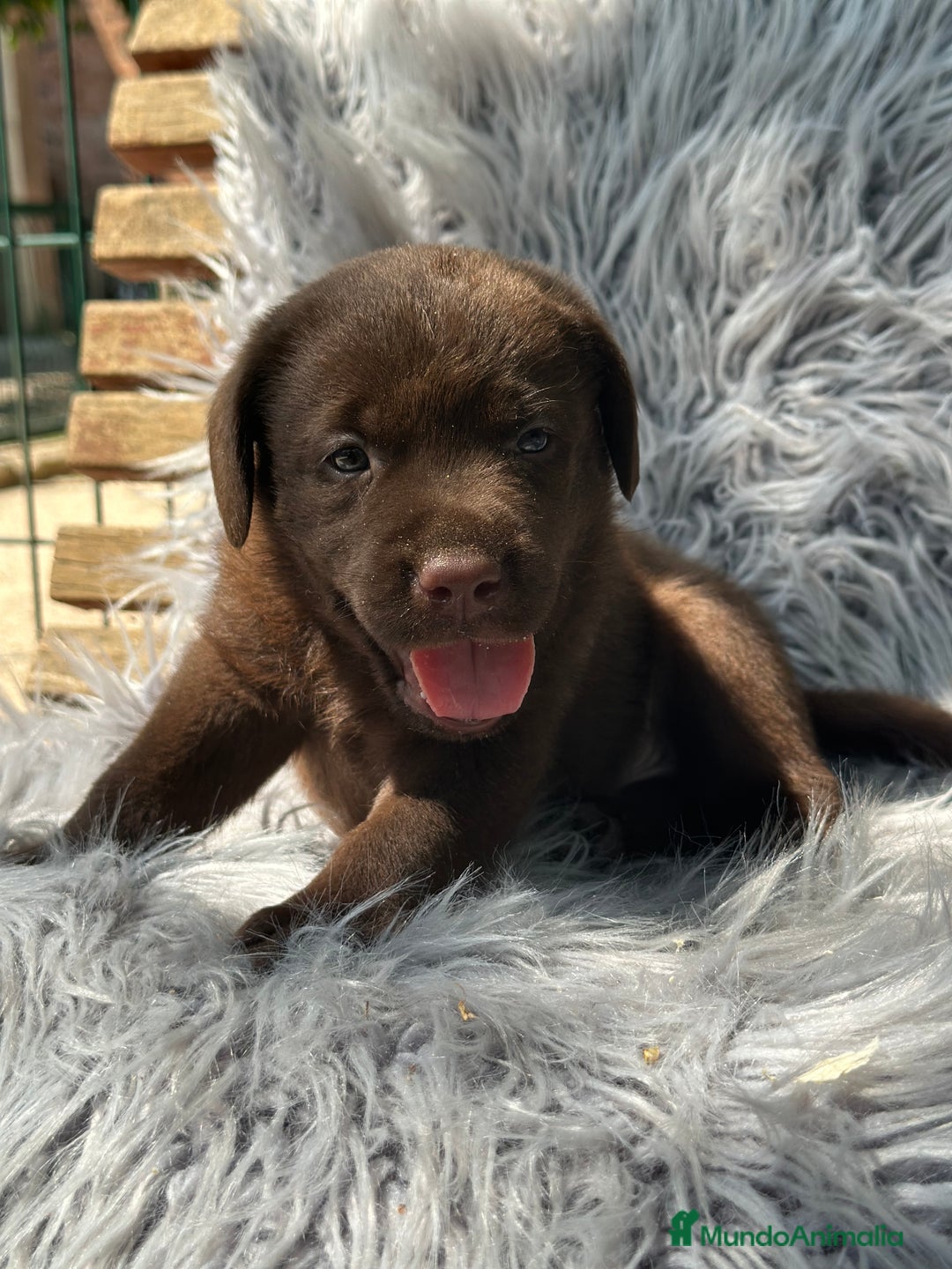 Labrador Retriever perros en venta: LABRADOR RETRIEVER CHOCOLATE - Imagen 2