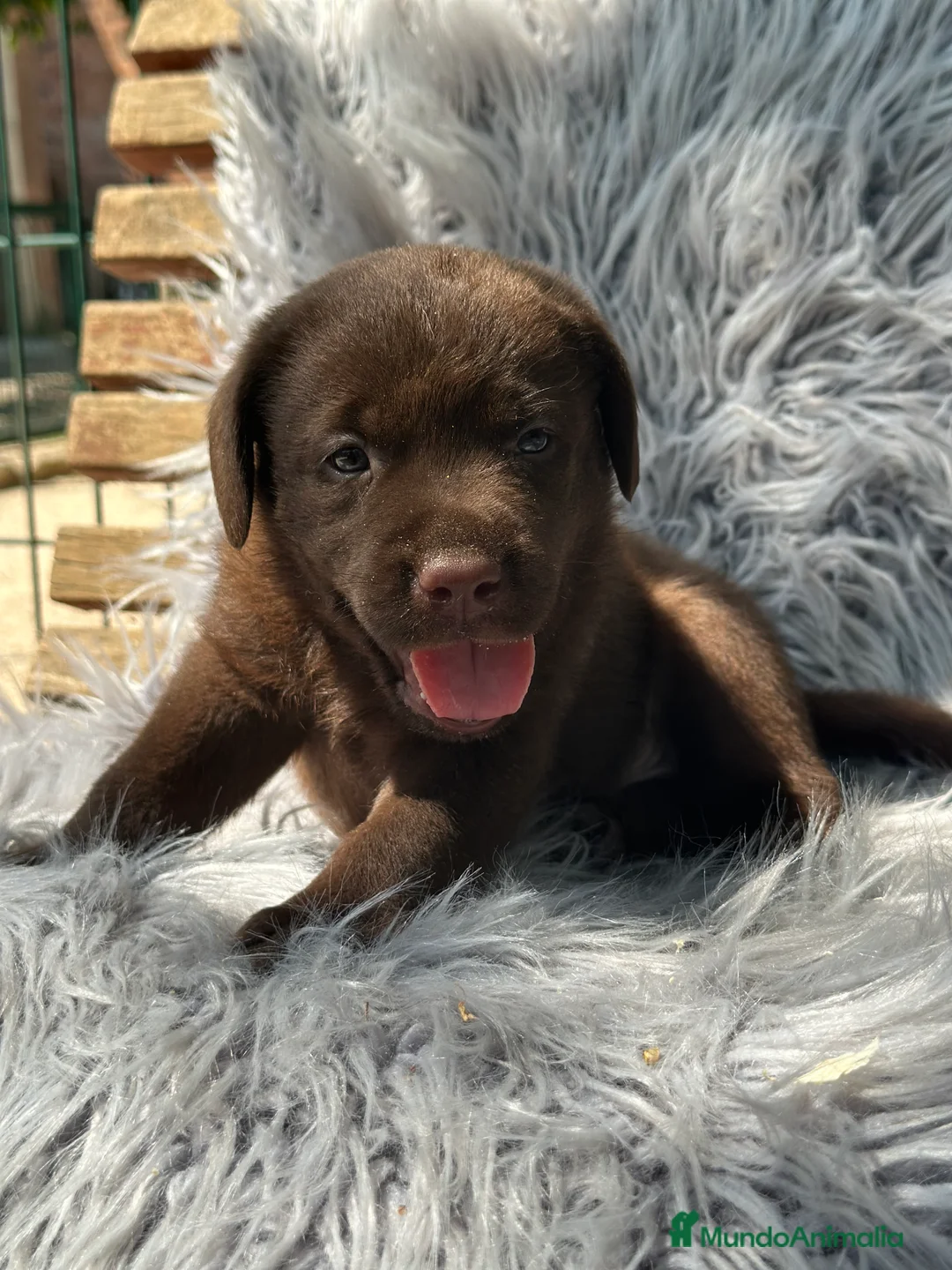 Labrador Retriever perros en venta: LABRADOR RETRIEVER CHOCOLATE - Anuncio 2