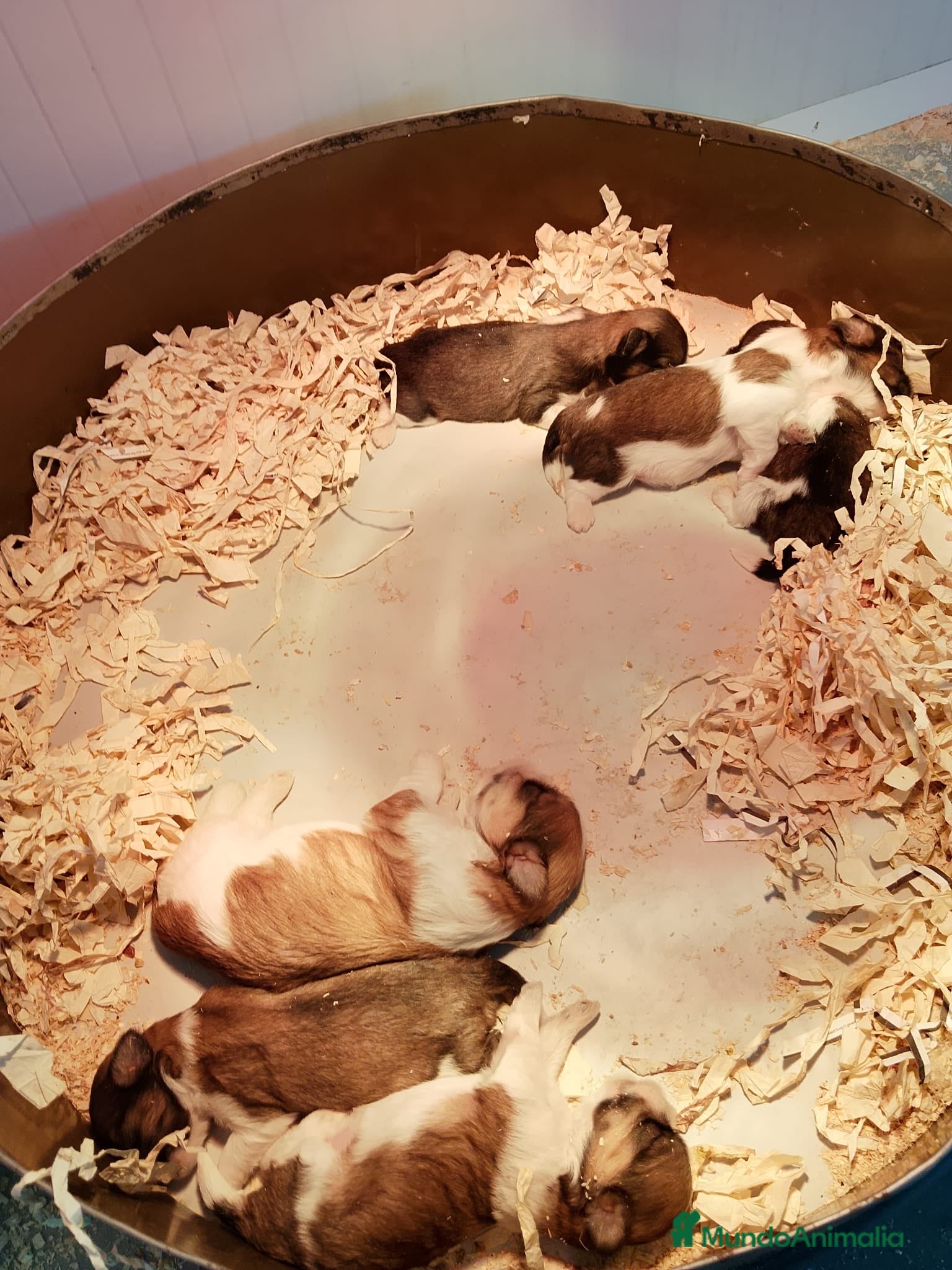 Shih Tzu perros CAMADA DE SHIHTZU BEBES - Anuncio 6