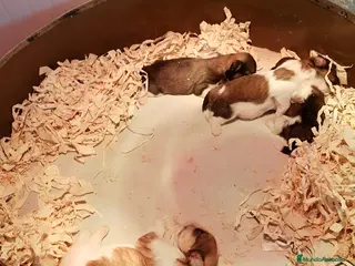 Shih Tzu perros CAMADA DE SHIHTZU BEBES - Anuncio 6