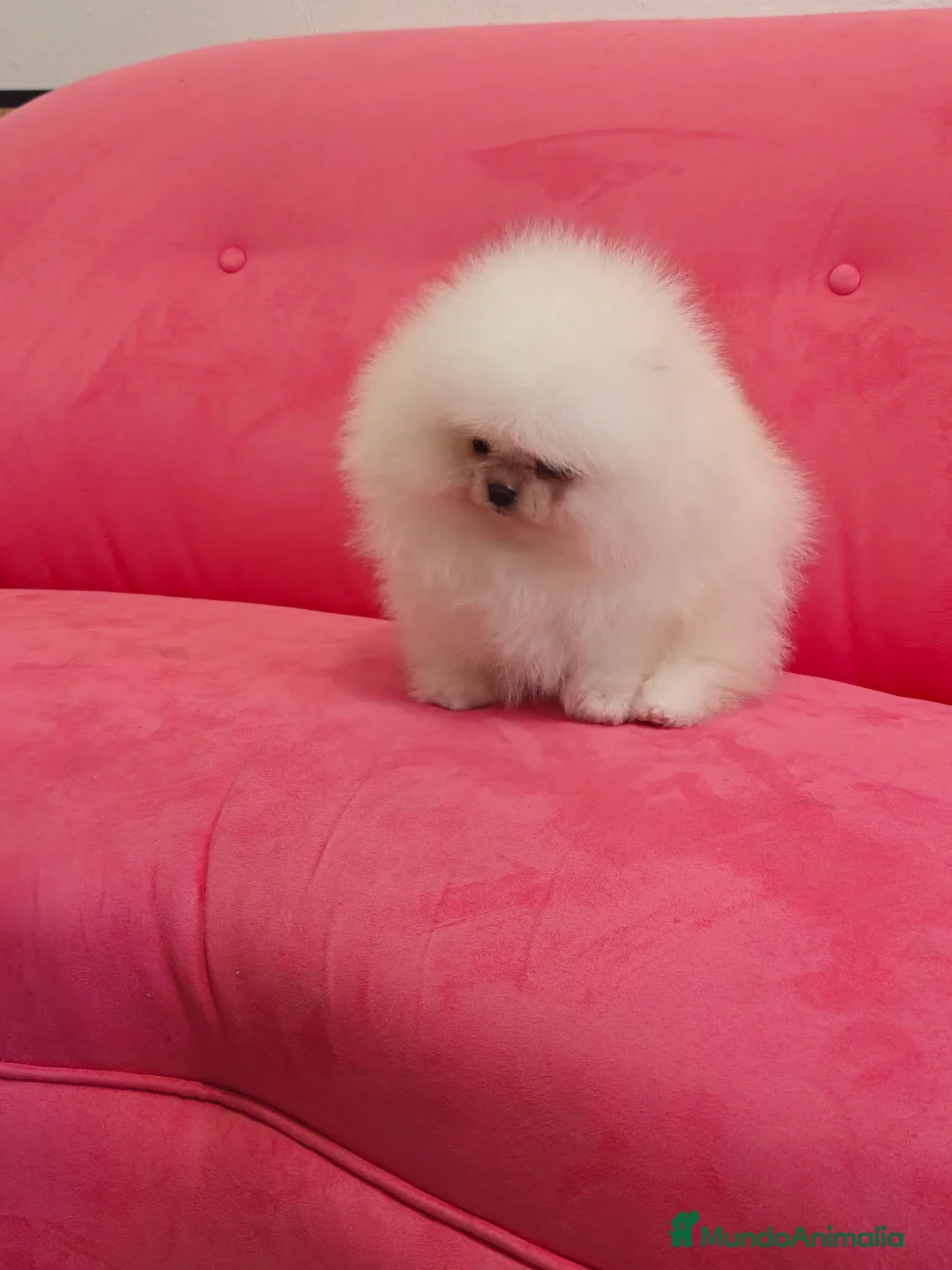 Pomerania perros en venta: Pomerania TOY Blanco nuclear ♂️ excelente  - Anuncio 7