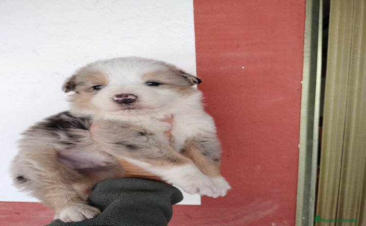 Border Collie perros en Badajoz - Anuncio 13