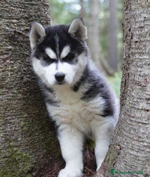Husky Siberiano perros Husky siberianos - Anuncio 31