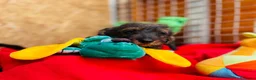 Teckel Miniatura perros en venta: Teckel Pelo Duro Miniatura - Anuncio 4