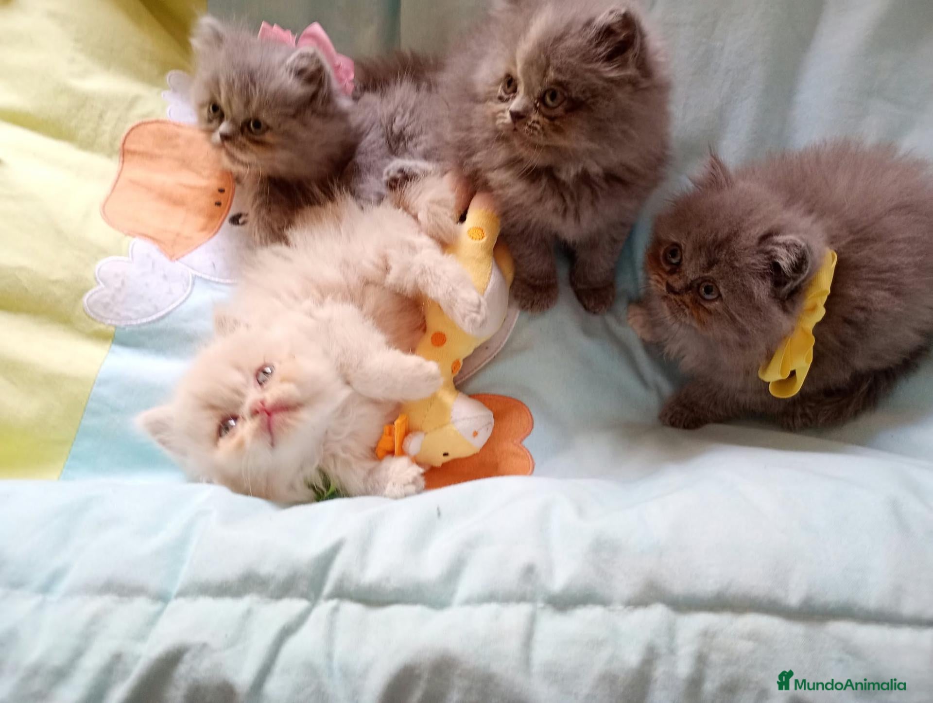 Persa gatos Gatitos persa himalayos disponibles - Anuncio 28