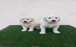 Golden Retriever perros en venta: Espectaculares ejemplares de GOLDEN RETRIEVER  - Anuncio 13
