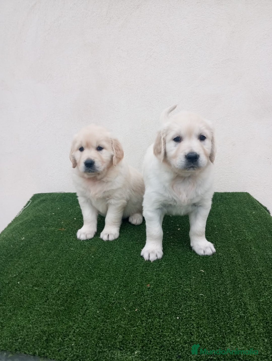 Golden Retriever perros en venta: Espectaculares ejemplares de GOLDEN RETRIEVER  - Anuncio 13