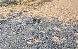 Akita Americano perros en venta: Akita americano hembra  en Alicante - Imagen 8