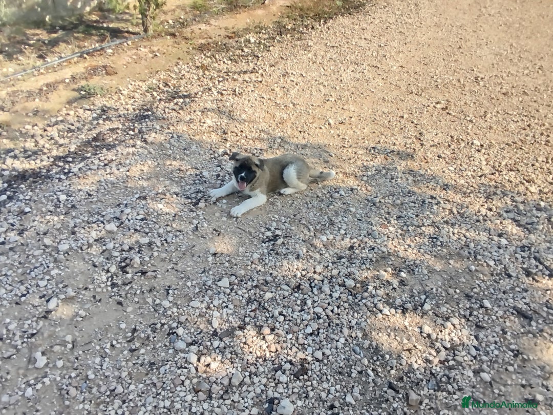 Akita Americano perros en venta: Akita americano hembra  en Alicante - Imagen 8