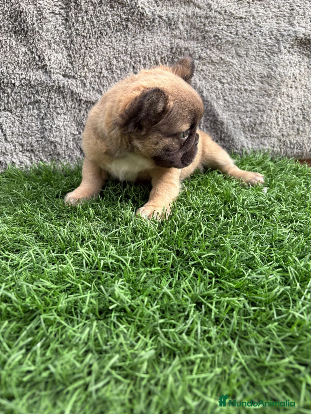 Bulldog Francés perros en venta: Cachorros Bulldog Frances Fluffy macho y hembra - Anuncio 3