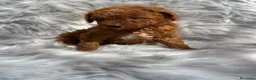 Caniche Toy perros en venta: Caniche TOY pimentón  en Barcelona - Anuncio 3