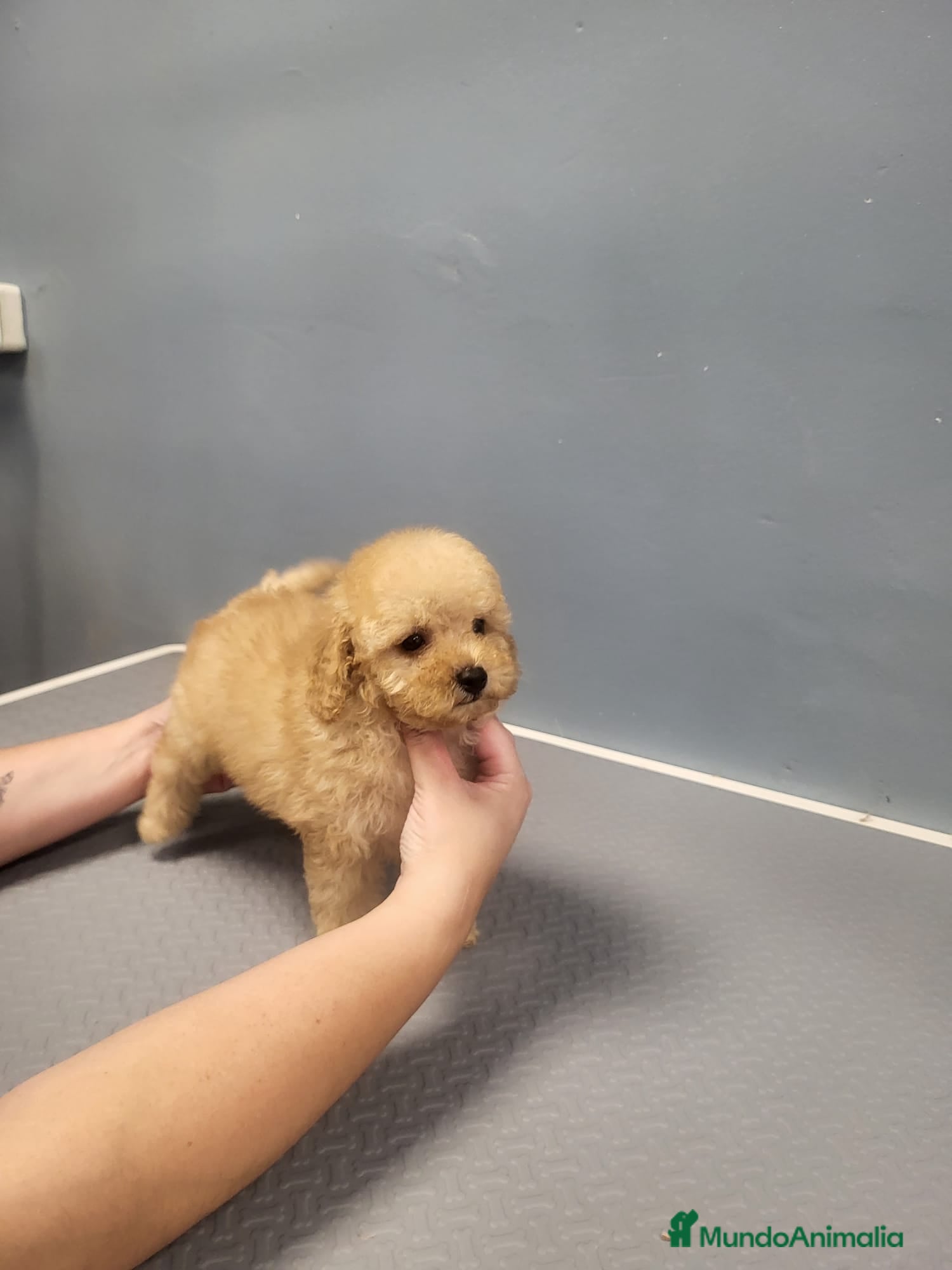 Caniche Enano perros Caniches espectaculares  en Barcelona - Anuncio 2