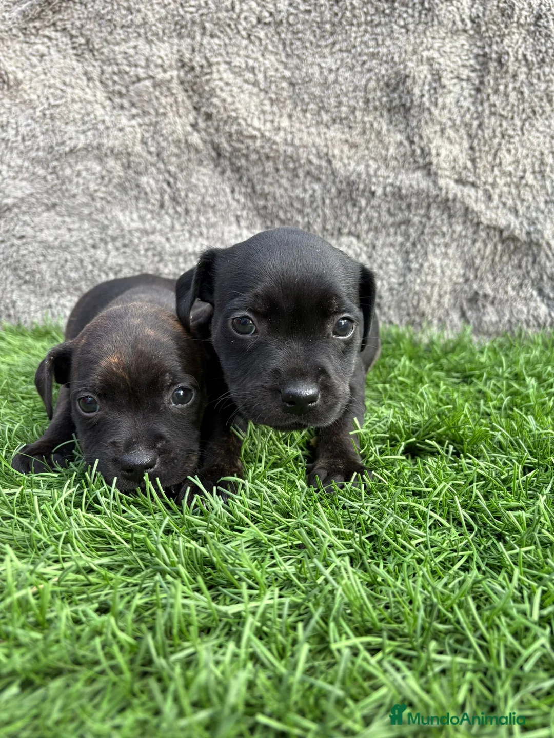 Staffordshire Bull Terrier perros en venta: Cachorro macho de Staffordshire Bull Terrier - Anuncio 25