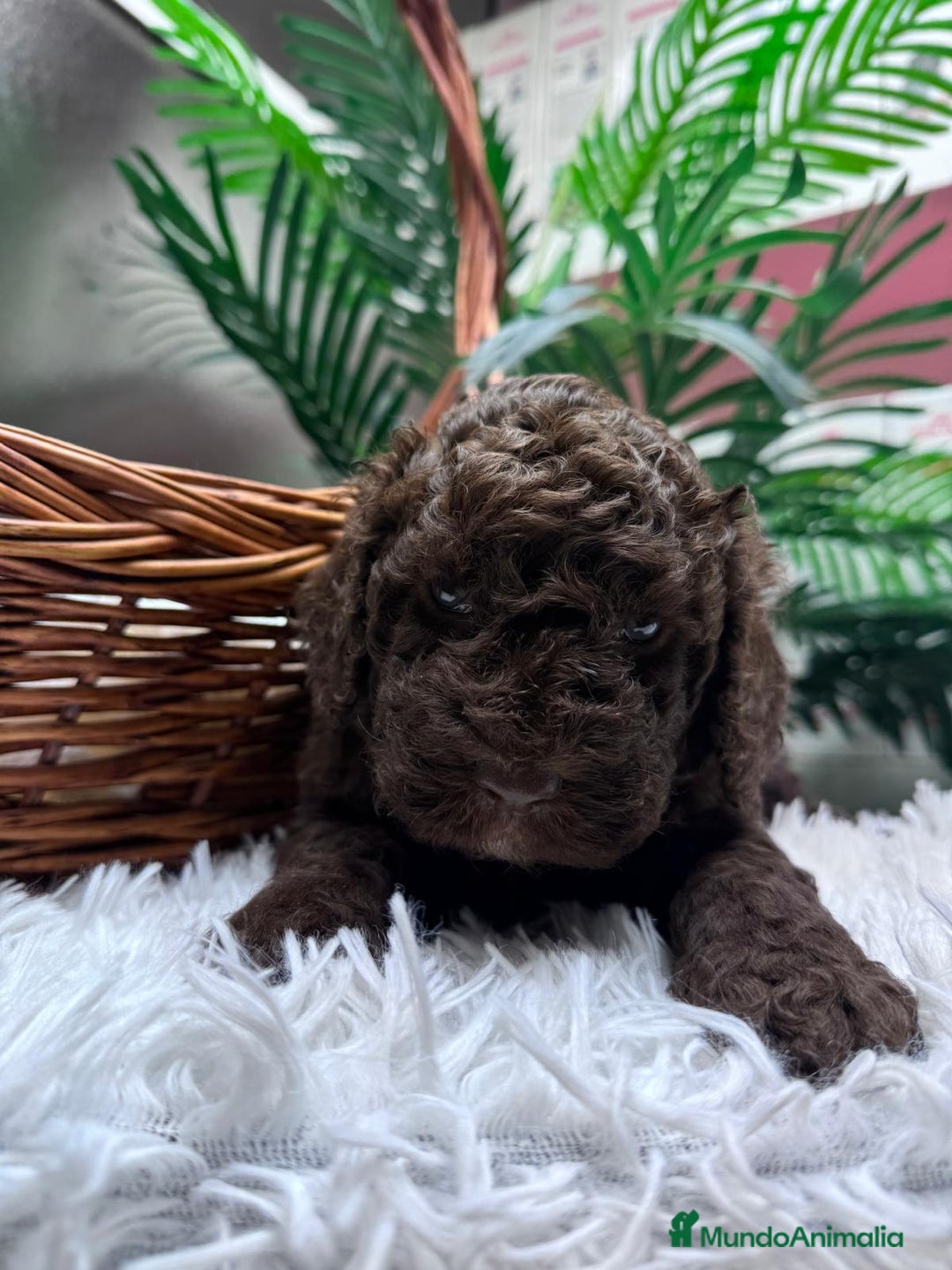 Perro de Agua Español perros en venta: PERRO DE AGUA ESPAÑOL MACHO - Anuncio 13