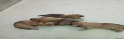 Shiba Inu perros en venta: SHIBA INU - Anuncio 4