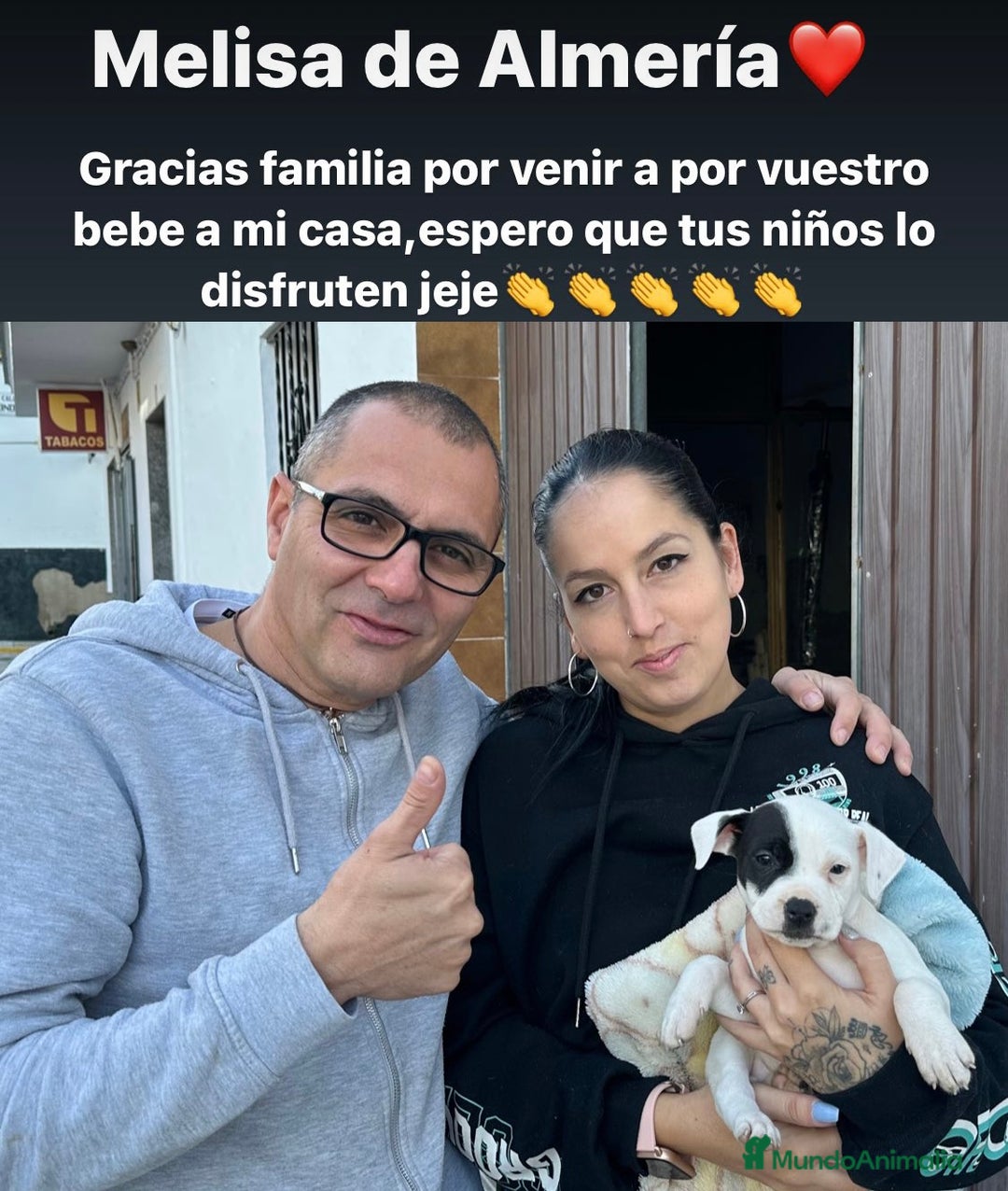 American Staffordshire-Terrier perros en venta: American Stanford, mis pequeños - Imagen 21