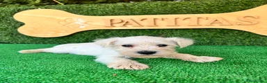 Schnauzer Miniatura 7