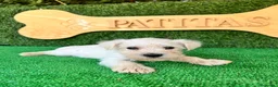 Schnauzer Miniatura perros en venta: Schnauzer mini blanco - Anuncio 4