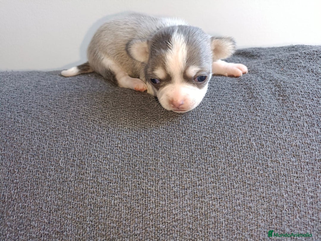 Chihuahua perros en venta: Chihuahua mini toy  - Imagen 11