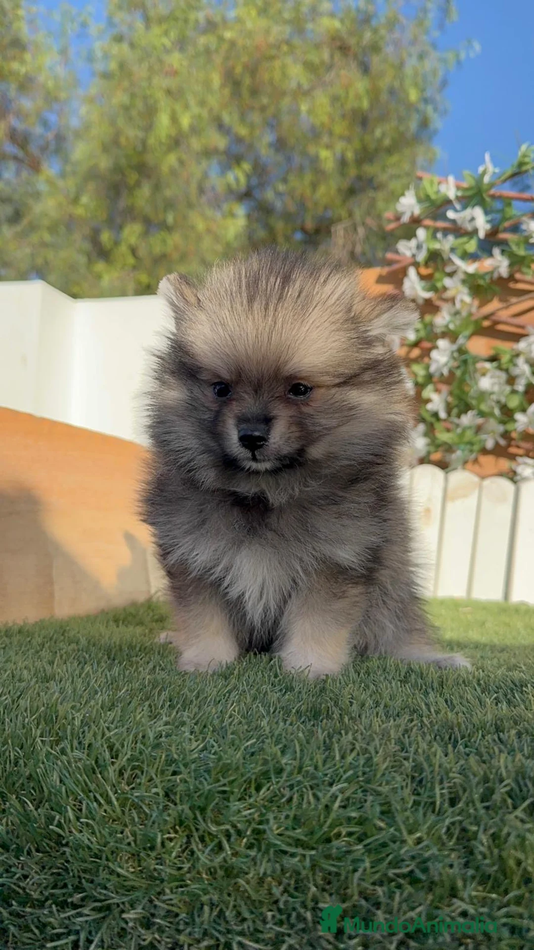 Pomerania perros en venta: POMERANIA - Anuncio 2