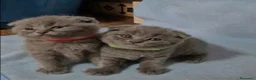 Británico de Pelo Corto Azul gatos en venta: BRITANICO PELO CORTO AZUL (SCOTTISH FOLD) - Anuncio 4