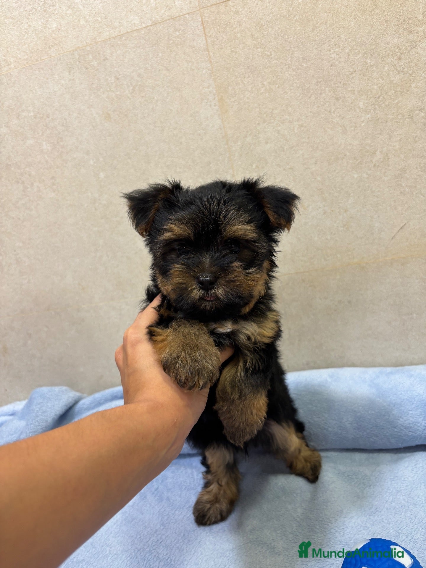 Yorkshire Terrier perros Yorkshire toy negro fuego🐾 - Anuncio 5