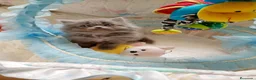Persa gatos en venta: Gatitos persa himalayo  - Anuncio 12