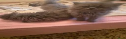 Persa gatos en venta: Gatos persas  - Anuncio 12