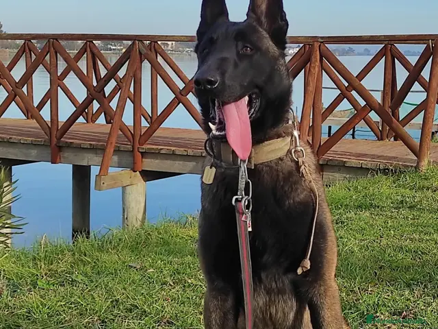 Pastor Belga Malinois perros en venta: Pastor Belga Malinois 🐾🐕❤️ - Anuncio 1
