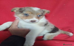 Border Collie perros en venta: Border Collie Merle  - Imagen 1