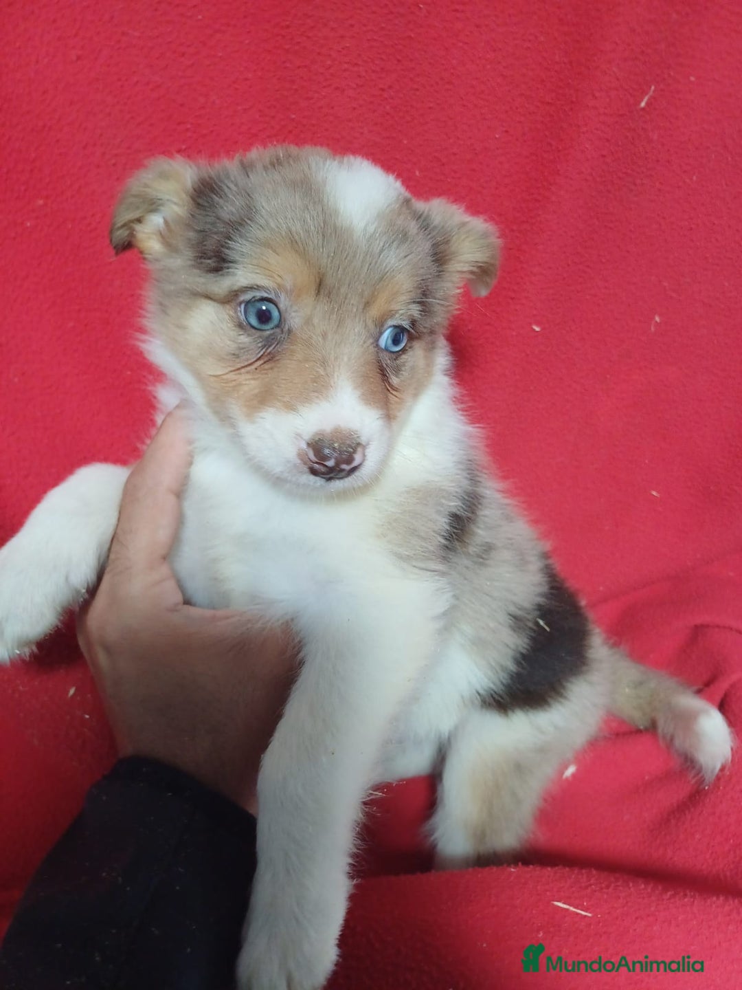 Border Collie perros en venta: Border Collie Merle  - Imagen 1