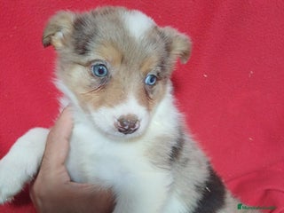 Border Collie perros - Anuncio 8