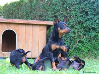 Pinscher Miniatura perros - Anuncio 36