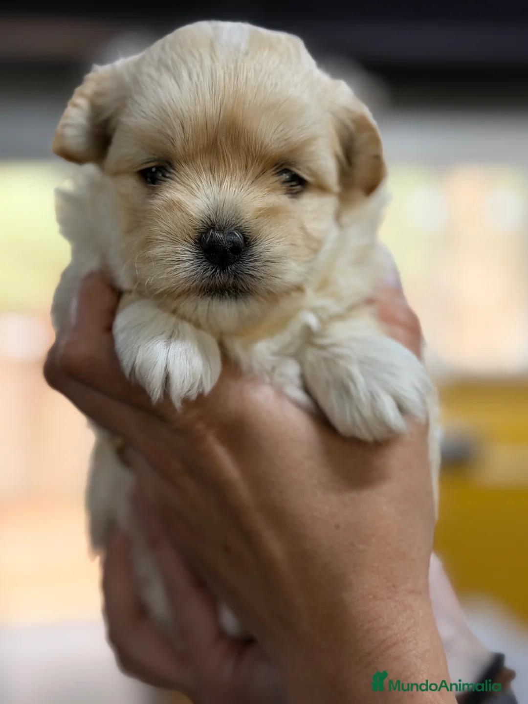 Maltipoo perros en venta: Maltipoo Toy  - Anuncio 2