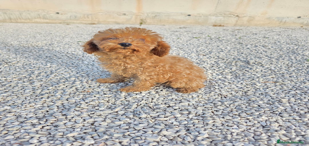 Imagen de galería {{count}}