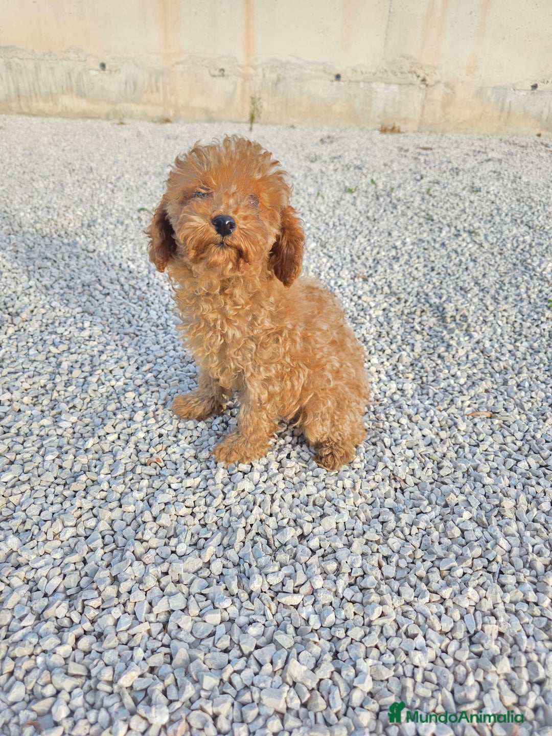 Imagen de galería {{count}}