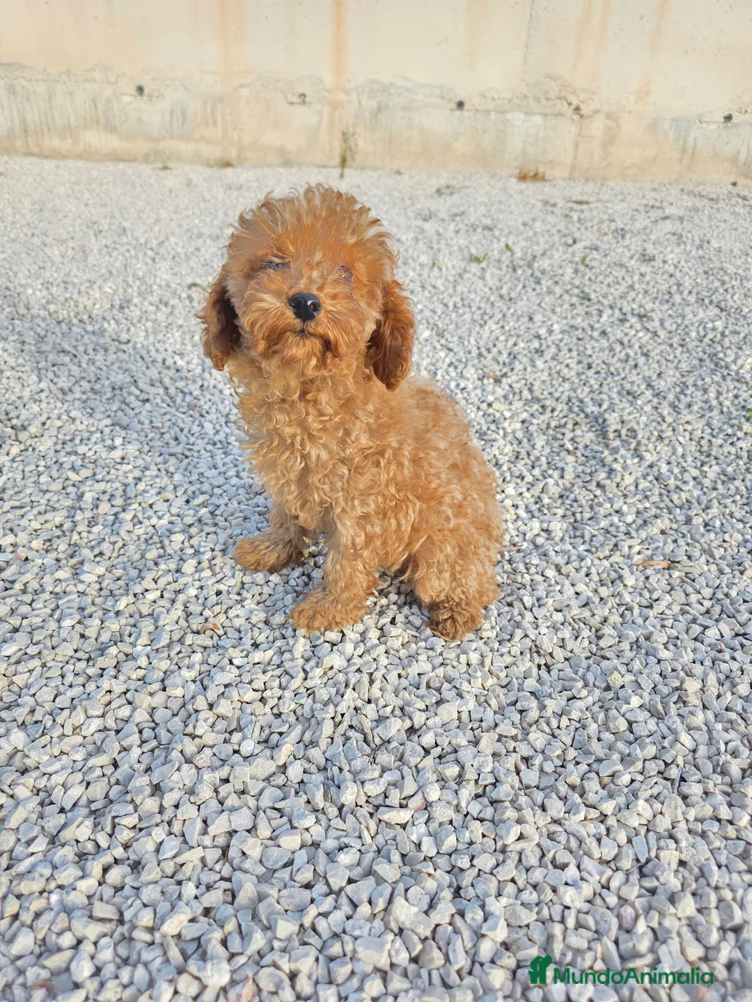 Imagen de galería {{count}}