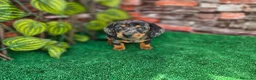 Teckel Miniatura perros en venta: TECKEL MINIATURA ARLEQUIN - Anuncio 2
