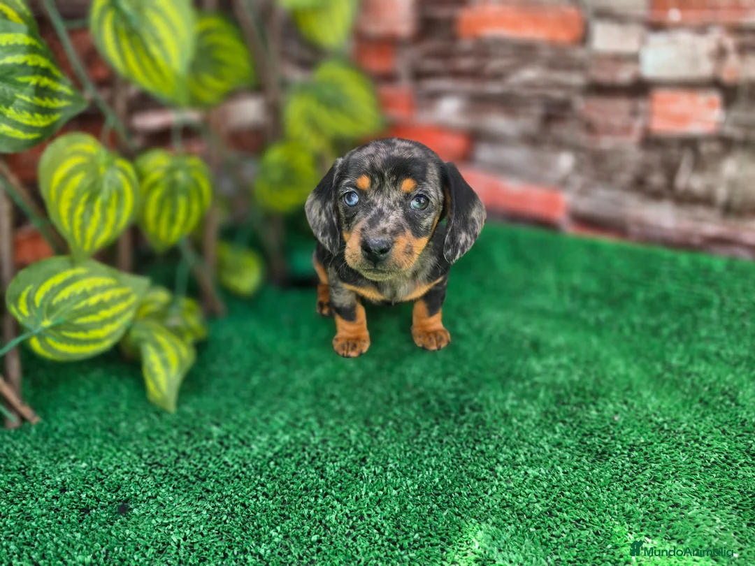 Teckel Miniatura perros en venta: TECKEL MINIATURA ARLEQUIN - Anuncio 2
