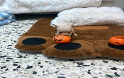 Ratón de Praga perros en venta: Ratón de praga  - Imagen 12